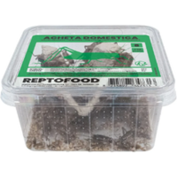 Repto Food Levende Huiskrekels in Bakje Maat 8 - 40 stuks