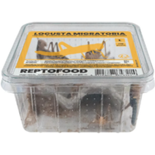 Repto Food Levende Sprinkhanen in Bakje Halfwas - 12 stuks