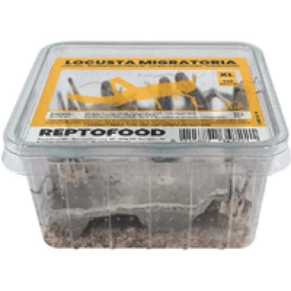 Repto Food Levende Sprinkhanen in Bakje Volwas - 10 stuks