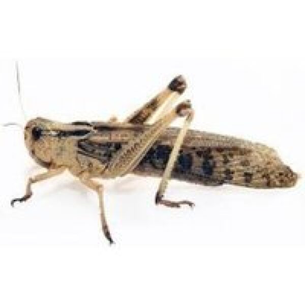 Ruto Bulk verpakking Sprinkhanen 100 stuks Maat M