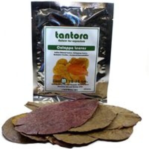 Tantora Catappa Bladeren Medium 10 Stuks