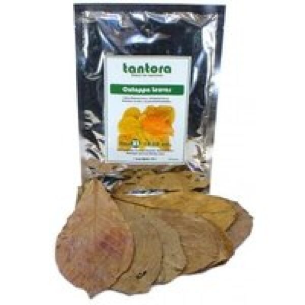 Tantora Catappa Bladeren XL 50 Stuks
