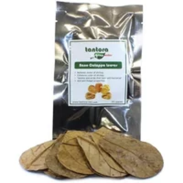 Tantora Nano Catappa Leaves