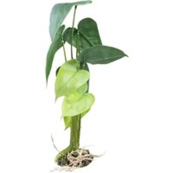 Terra Della Alocasia Groen M - 20x20x35cm