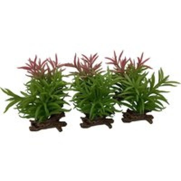 Terra Della Crassula terrariumplant gemengde kleuren 13x10,5x16 cm 13x10,5x16CM