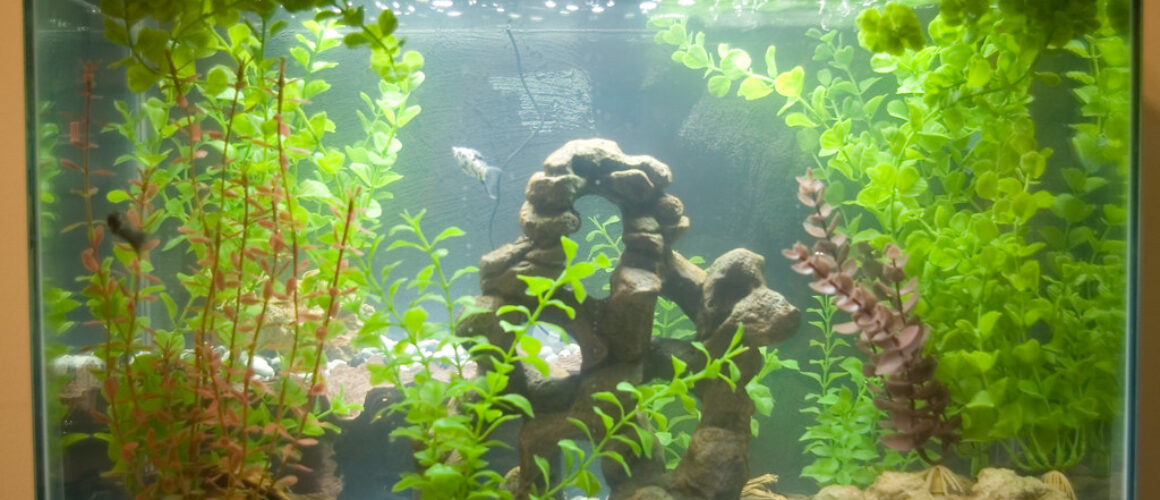 tweedehands aquarium